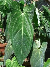 Nse Tropicals The Collector S Plant Source Rare Anthuriums Philodendrons And Other Unusual Plants Anthurium Plants Unusual Plants