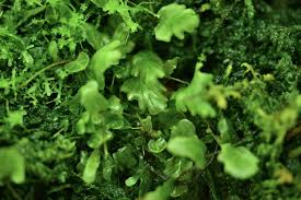 Image result for Hymenophyllum splendidum