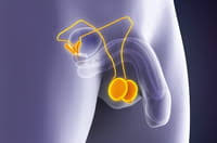 Il existe deux types de démangeaisons anales : Demangeaisons Des Testicules Prurit Que Faire