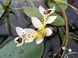 Image result for Aponogeton junceus