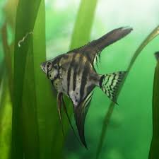 Zebra lace angelfish $ 11.00. Black Lace Zebra Angelfish Medium 7 00