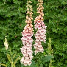 Image result for Digitalis purpurea