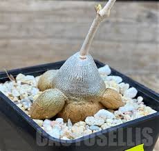 Image result for Cyphostemma adenocaule