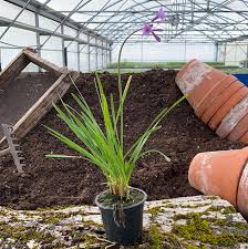 Image result for Tulbaghia fragrans