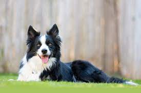 We see lots of dogs and cats as well as a special interest in birds and exotics. About Us In Nashua Nh All Pets Veterinary Hospital