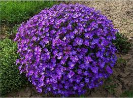 Online Buy Wholesale Aubrieta Flower Seeds From China Aubrieta Flower Seeds Wholesalers Flower Seeds Bonsai Seeds Ground Cover Plants
