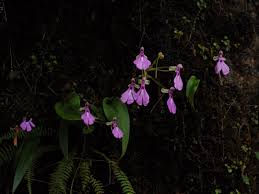 Image result for Cynorkis symoensii