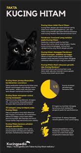 Kucing persia terkenal akan tingkah lakunya yang elegan dan jinak pada manusia. 7 Fakta Kucing Hitam Beserta Penjelasannya Lengkap