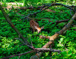 Nathaniel Blank in Pittsburgh, PA, USA :: Behance