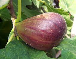 Buah tin merupakan salah satu dari berbagai buah yang dinyatakan dalam al qur'an, kitab suci agama islam. Fig Wiktionary