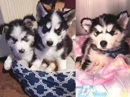 Topsearch.co updates its results daily to help you find what you are looking for. Husky Puppies Found Living In Own Filth In Baltimore Find Foster Homes