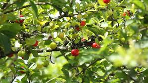 Taking a look at tips for growing acerola cherry tree or barbados cherry tree in hot, dry climates. Red Acerola Cherry Tree Stock Footage Video 100 Royalty Free 2712293 Shutterstock