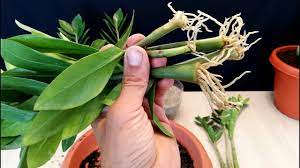 How To Propagate A Zz Plant Very Easy Zanzibar Gem Youtube Zz Plant Propagating Plants Plants