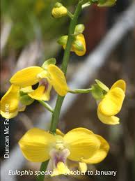 Image result for Eulophia calantha