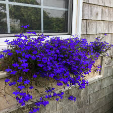 Image result for lobelia