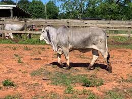 Thank you for your interest in broken triangle cattle company genetics. Bonsmara Brahman And Nguni Cattle For Sale Near Me Agri Universe Zimbabwe