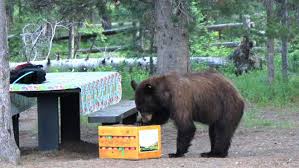 Black bears have been seen across the state in various places. South Dakota Zoo Takes In 2 Troublesome Black Bears