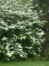 Narrow, columnar habit works well anywhere. Mock Orange Bushes How To Grow And Care For Mock Orange Shrub Mock Orange Shrub Mock Orange Bush Mock Orange