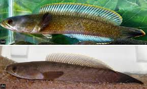 Ichthyology 2018 Channa Royi A New Species Of Snakehead Teleostei Channidae From Andaman Islands India Ikan