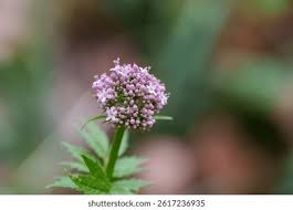 Image result for Valerianaceae