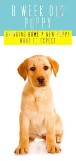8 Week Old Puppy A Guide To Bringing A Puppy Home At 8 Weeks Old Puppy Training Schedule House Training Puppies First Night With Puppy