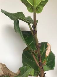 If you've overwatered your flf, give it at least a week to dry out before watering again. Flf Leaf Stems Are Brown Like The Stem Is It Dying Fiddleleaffig
