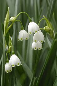 Summer bulbs hold their own among the showiest flowers, and they are easy to maintain. Leucojum Aestivum 5 Bulbs P Pack Hadeco Hadeco