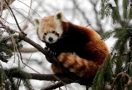 Red pandas are nocturnal animals, spending their days sleeping in trees and foraging for food at night. Red Panda Is Actually Two Species Dna Shows The Japan Times