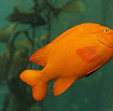 Garibaldi | Animals | Monterey Bay Aquarium