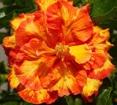 Australian Tropical Hibiscus Rosalind Grown And Photographed By Dan Munteanu International Hibis Beautiful Flowers Hibiscus Rosa Sinensis Hibiscus Flowers