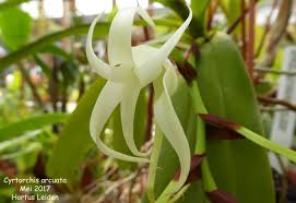 Image result for Cyrtorchis arcuata