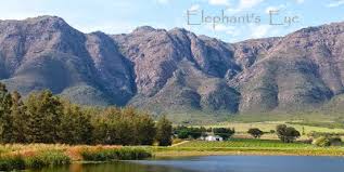 Image result for x Ruttyruspolia 'Phyllis van Heerden'