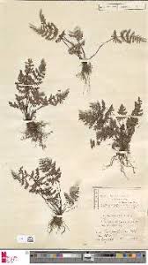 Image result for Aleuritopteris welwitschii