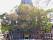 Image of Bodhi Tree