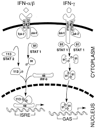 However, they can inhibit the replication of viral gene and the assembly of viral interferons also regulate the growth, differentiation and functions of different types of immune cells in animals. Antiviral Actions Of Interferons Clinical Microbiology Reviews