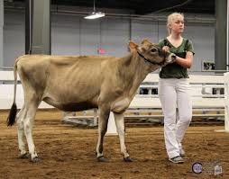 Western NY Spring Dairy Preview Jersey Show 2019