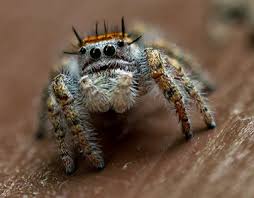 Black And White Jumping Spider Texas Pin By Shilo Wagner Photography On Shilo Wagner Photography Design Waco Texas Macro Photography Jumping Spider Photography