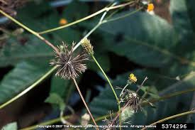 Pilosa has been traditionally used in foods and medicines without obvious adverse effects. Bidens Pilosa Hairy Beggar Ticks Go Botany