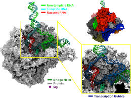 Choose from 226 different sets of flashcards about rna polymerase on quizlet. Structural Model Of Rna Polymerase Ii Elongation Complex With Complete Transcription Bubble Reveals Ntp Entry Routes