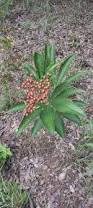Image result for Morinda asteroscepa