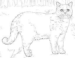 Keep your kids busy doing something fun and creative by printing out free coloring pages. 43 Best Ideas For Coloring Real Kitten Coloring Pages