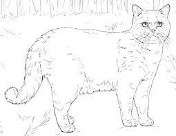 Realistic cute cat coloring pages. Cat Coloring Pages For Adults Best Coloring Pages For Kids