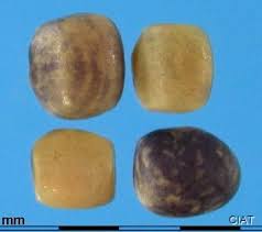 Image result for Indigofera sordida