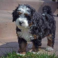 F1b bernedoodle puppies for sale uk. Pin On Puppy