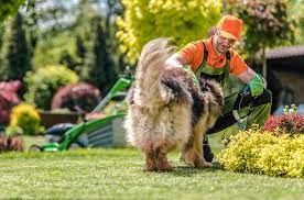 12 Best Mulches For Dogs Review Pet Safe Pest Repellent