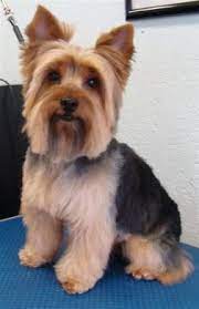 20 Pictures Yorkie Haircuts Yorkie Hair Styles To Try Right Now Yorkie Haircuts Yorkie Puppy Haircuts Yorkie Hairstyles