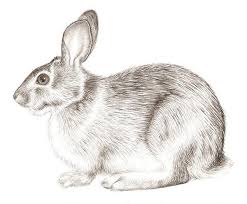 Rabbit Realism Rabbit Drawing Rabbit Rabbit Art