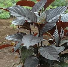 We did not find results for: Jual Bibit Daun Ungu Graptophyllum Pictum Obat Wasir Alami Kota Tegal Duo Ratu Tokopedia
