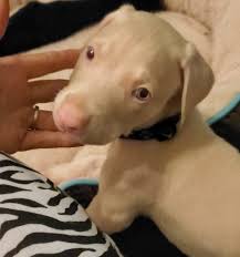 Hämta alla bilder och använd dem även för kommersiella projekt. The White Doberman Pinscher Pictures Cost Health And More Doberman Planet