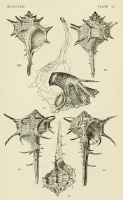 Image result for Micractis bojeri